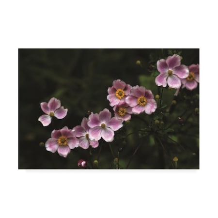 Kurt Shaffer Photographs 'Pink In The Garden' Canvas Art,30x47